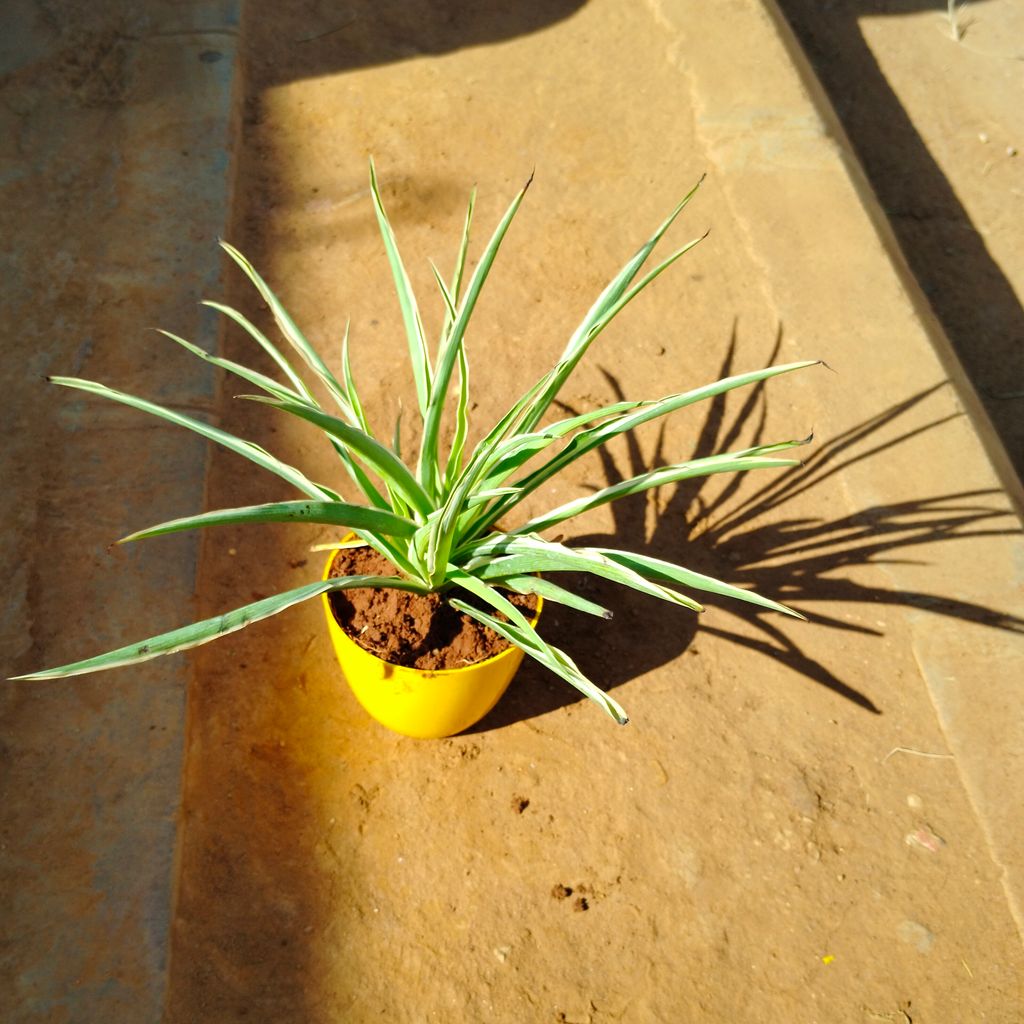 Spider in 4 Inch Yellow Premium Orchid Round Plastic Pot