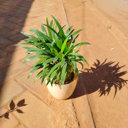 Buy Areca Dwarf in 6 Inch Beige Marble Premium Orchid Round Plastic Pot Online | Urvann.com