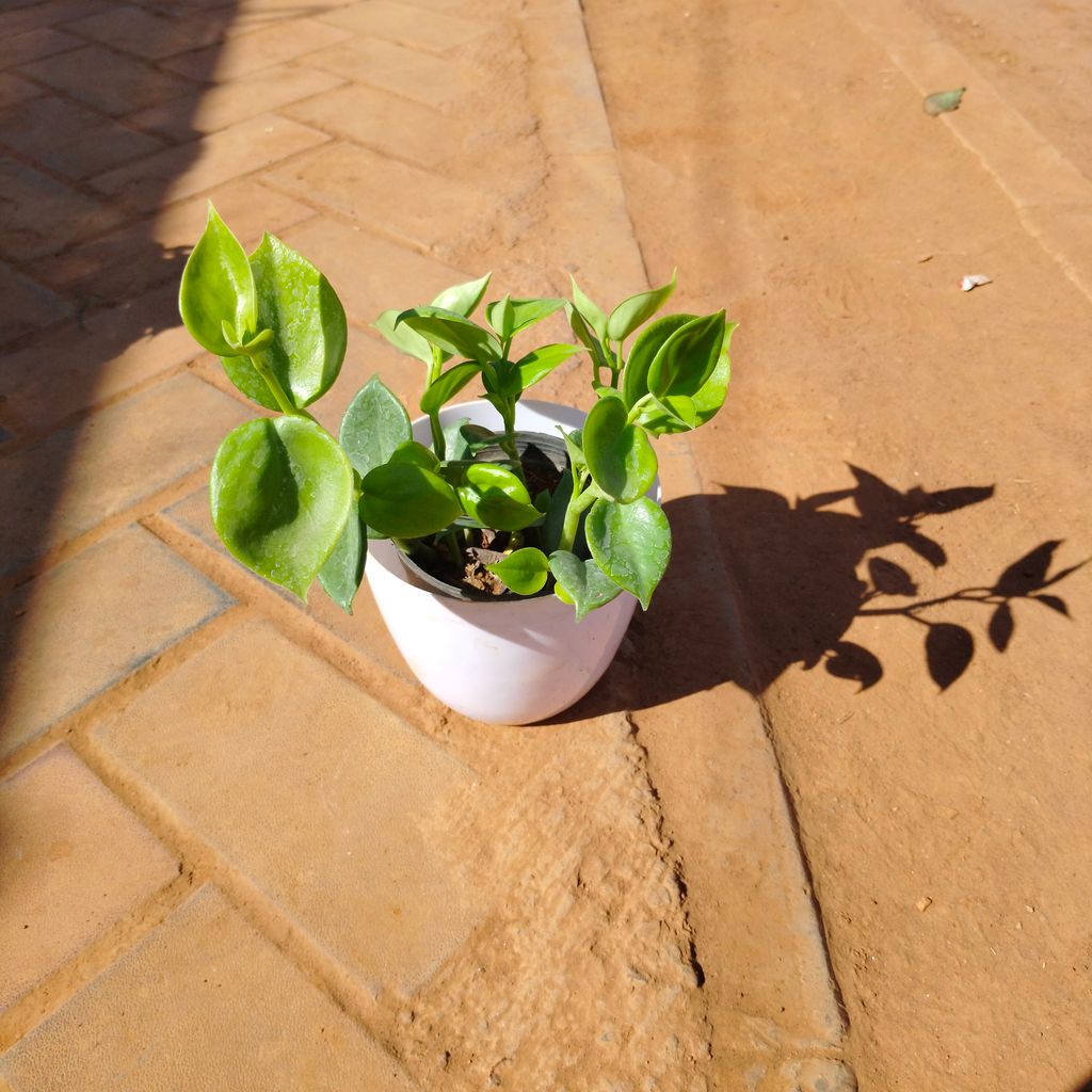 Peperomia Green in 6 Inch White Premium Orchid Round Plastic Pot