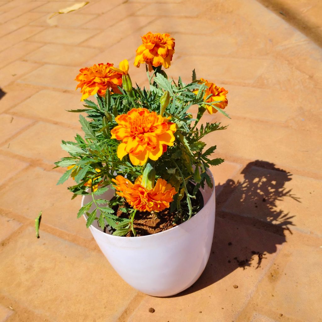 Marigold / Genda (any colour) in 6 Inch White Premium Orchid Round Plastic Pot