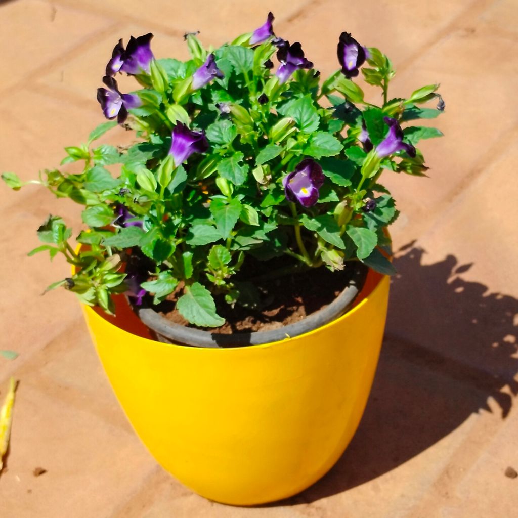 Torenia / Wishbone (any colour) in 6 Inch Yellow Premium Orchid Round Plastic Pot