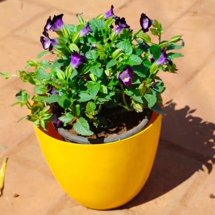 Buy Torenia / Wishbone (any colour) in 6 Inch Yellow Premium Orchid Round Plastic Pot Online | Urvann.com