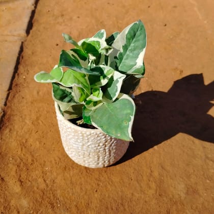 Buy Money Plant N'joy in 4 Inch White Designer Ceramic Pot (any colour) Online | Urvann.com