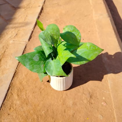 Buy Money Plant Green in 4 Inch White Designer Ceramic Pot (any colour) Online | Urvann.com