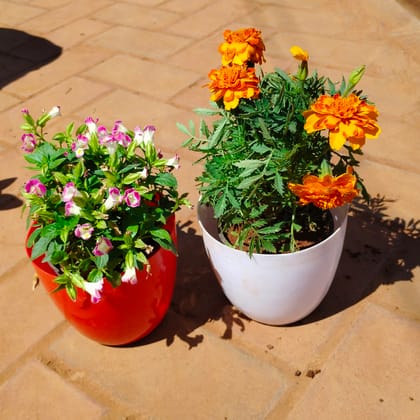 Buy Set of 2 - Marigold & Wishbone / Torenia (any colour) in 6 Inch Premium Orchid Round Plastic Pot (any colour) Online | Urvann.com