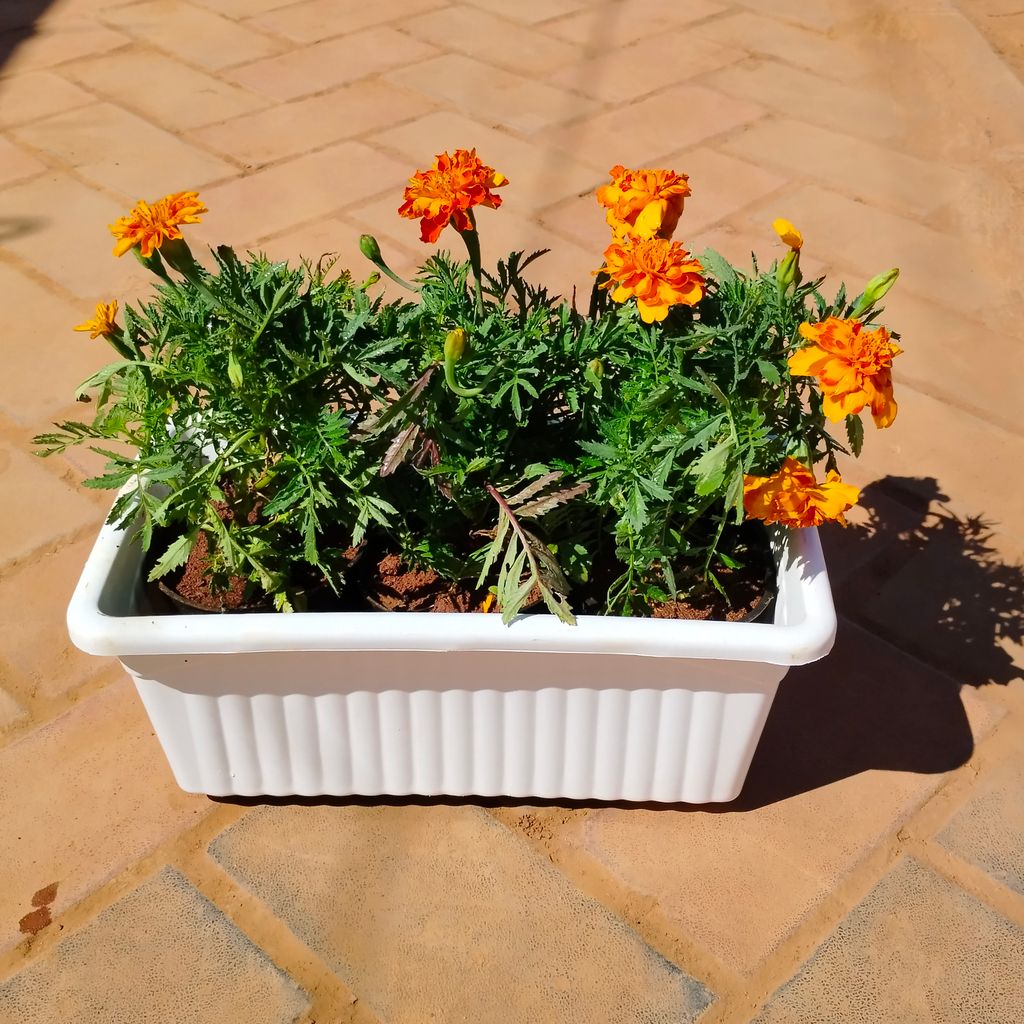 Three Marigold / Genda (any colour) in 14 Inch White Premium Jupiter Rectangular Window Planter