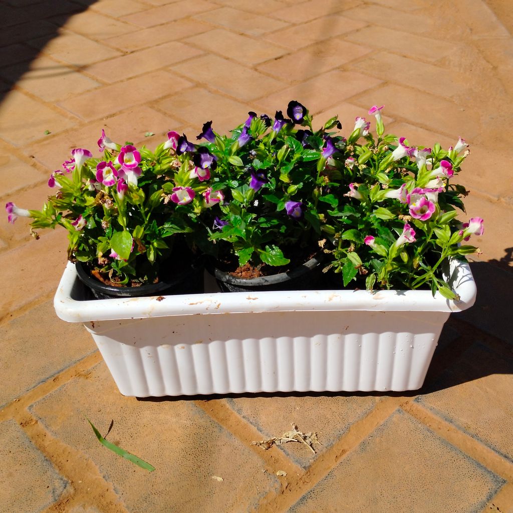 Three Torenia / Wishbone (any colour) in 14 Inch White Premium Jupiter Rectangular Window Planter