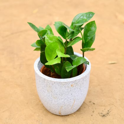 Buy Zz Green in  inch 6 Inch White Cup Fiberglass Pot Online | Urvann.com