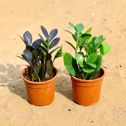 Buy Set of 2 -  Zz Black & Green in 5 inch Nursery Pot Online | Urvann.com