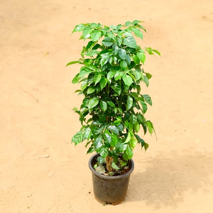 Buy Radermachera / China Doll in 8 inch Nursery Pot Online | Urvann.com