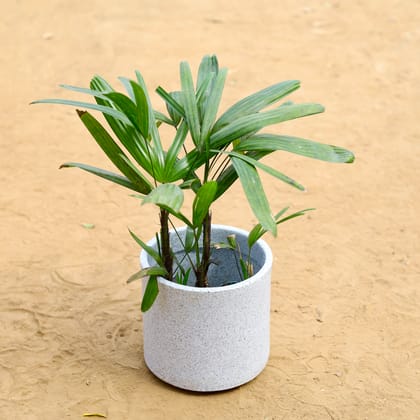 Buy Raphis / Rhaphis Palm in  inch 8 Inch White Cylindrical Fiberglass Pot Online | Urvann.com