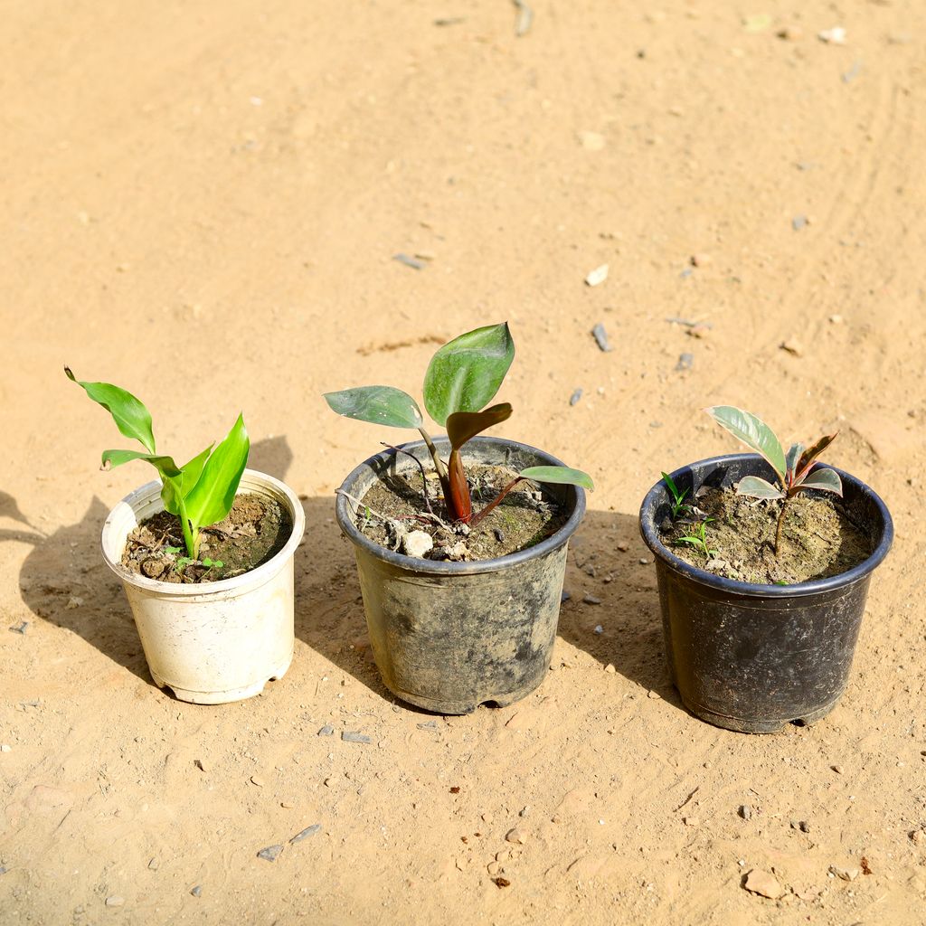 Set of 3 - Philodendron Red, Rubber Vareigated & Bird of Paradise in 6 inch Nursery Pot