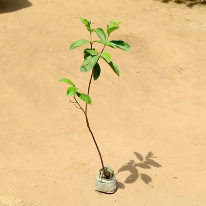 Buy Amrood / Guava in 5 inch Nursery Bag Online | Urvann.com