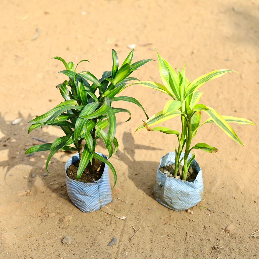 Set of 2 - Dracaena Messenger & Lucky Bamboo Golden in 4 inch Nursery Bag