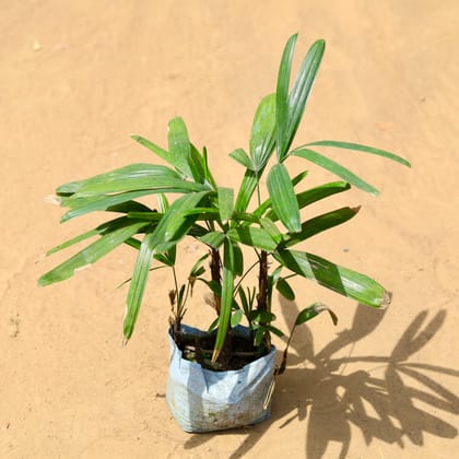 Buy Raphis / Rhaphis Palm in 7 inch Nursery Bag Online | Urvann.com