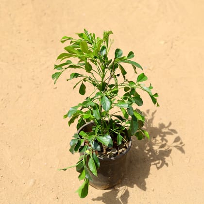 Buy Tecoma Scented (any colour) in 6 inch Nursery Pot Online | Urvann.com