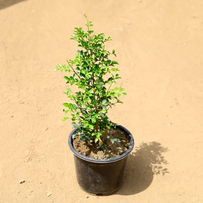 Buy Madhu Kamini (any colour) in 8 inch Nursery Pot Online | Urvann.com