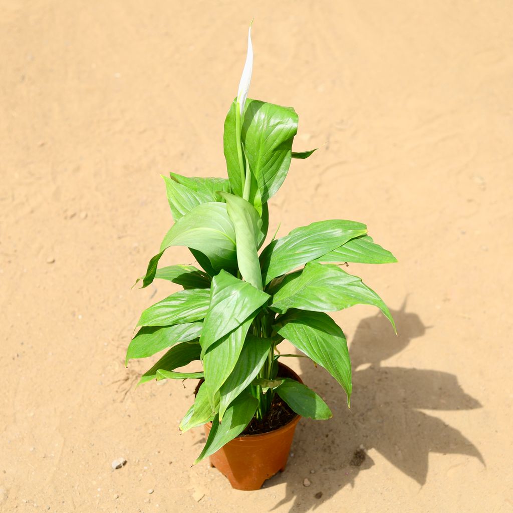 Peace Lily White in 6 inch Nursery Pot