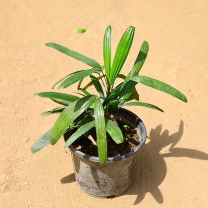 Buy Raphis / Rhaphis Palm in 8 inch Nursery Pot Online | Urvann.com