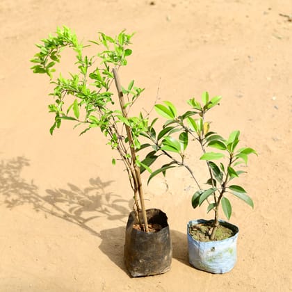 Buy Set of 2 -  Anar / Pomegranate & Chiku / Sapodilla in 7 inch Nursery Bag Online | Urvann.com