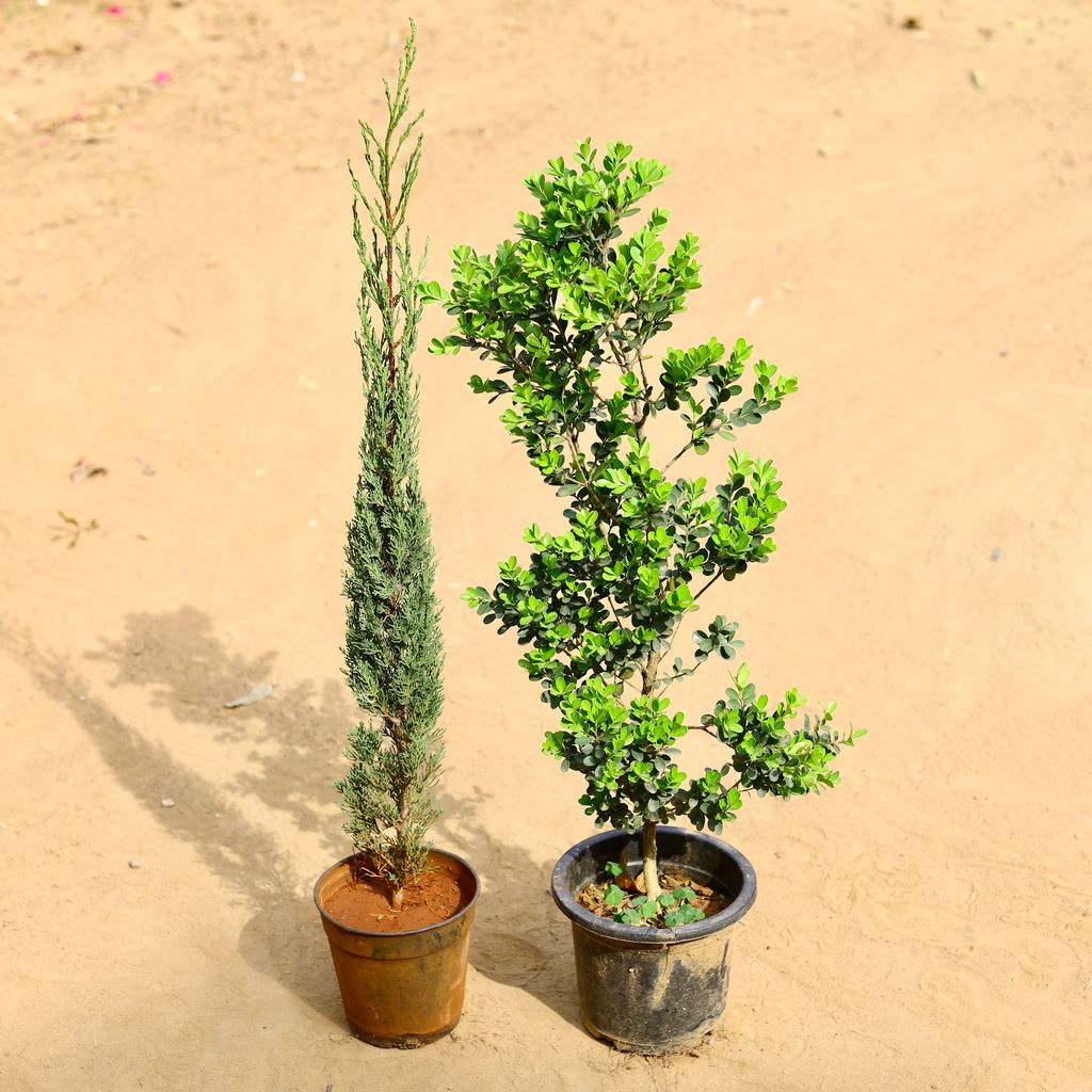 Set of 2 - Pencil Pine & Boxwood in 7 inch Nursery Pot