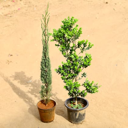 Buy Set of 2 -  Pencil Pine & Boxwood in 7 inch Nursery Pot Online | Urvann.com