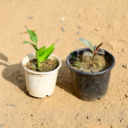 Buy Set of 2 -  Rubber Vareigated & Bird of Paradise in 6 inch Nursery Pot Online | Urvann.com