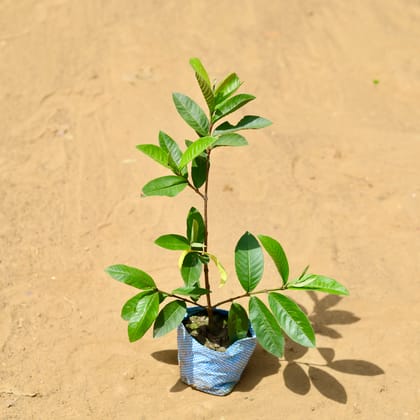 Buy Amrood / Guava in 5 inch Nursery Bag Online | Urvann.com