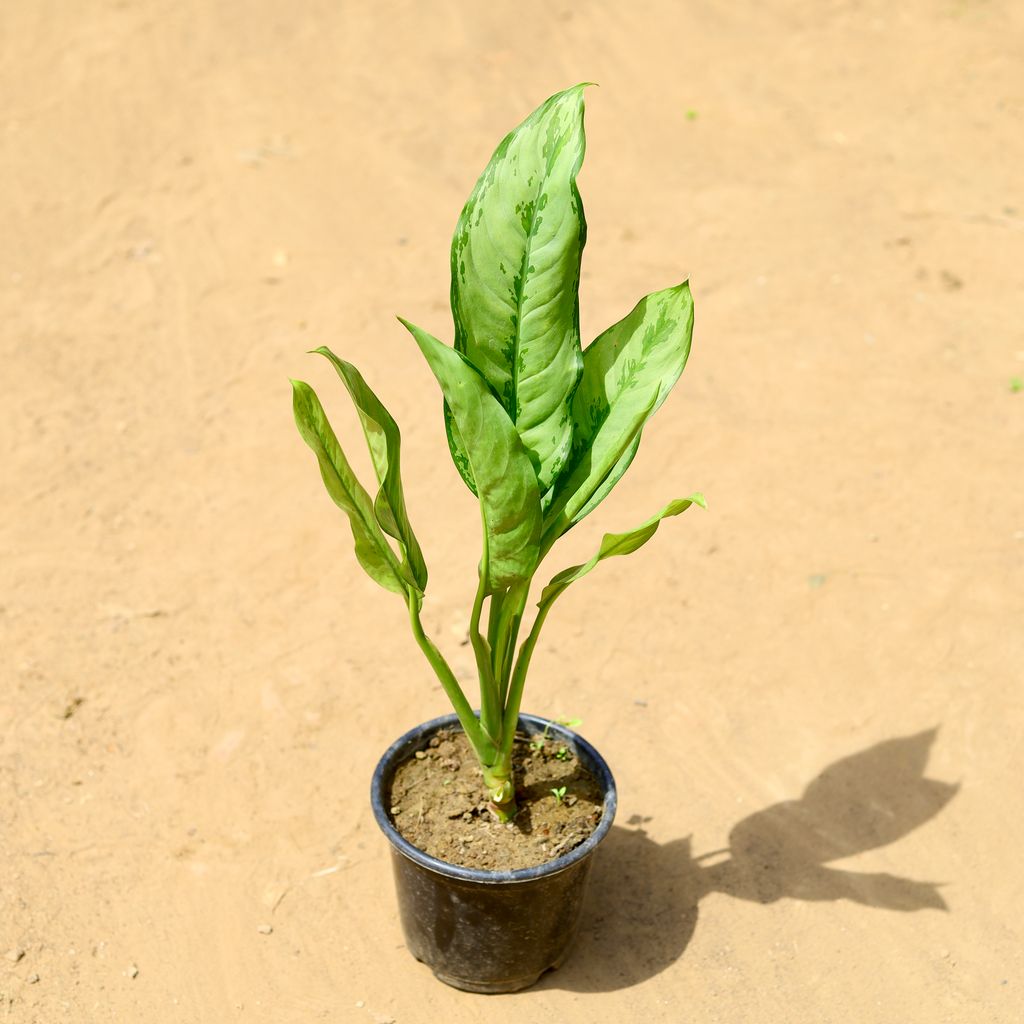 Aglaonema Dove in 6 inch Nursery Pot