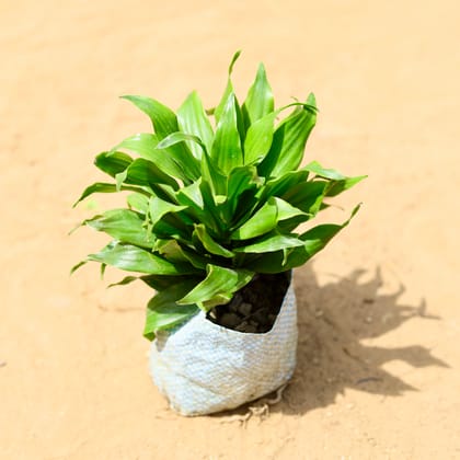 Buy Dracaena Compecta in 4 inch Nursery Bag Online | Urvann.com