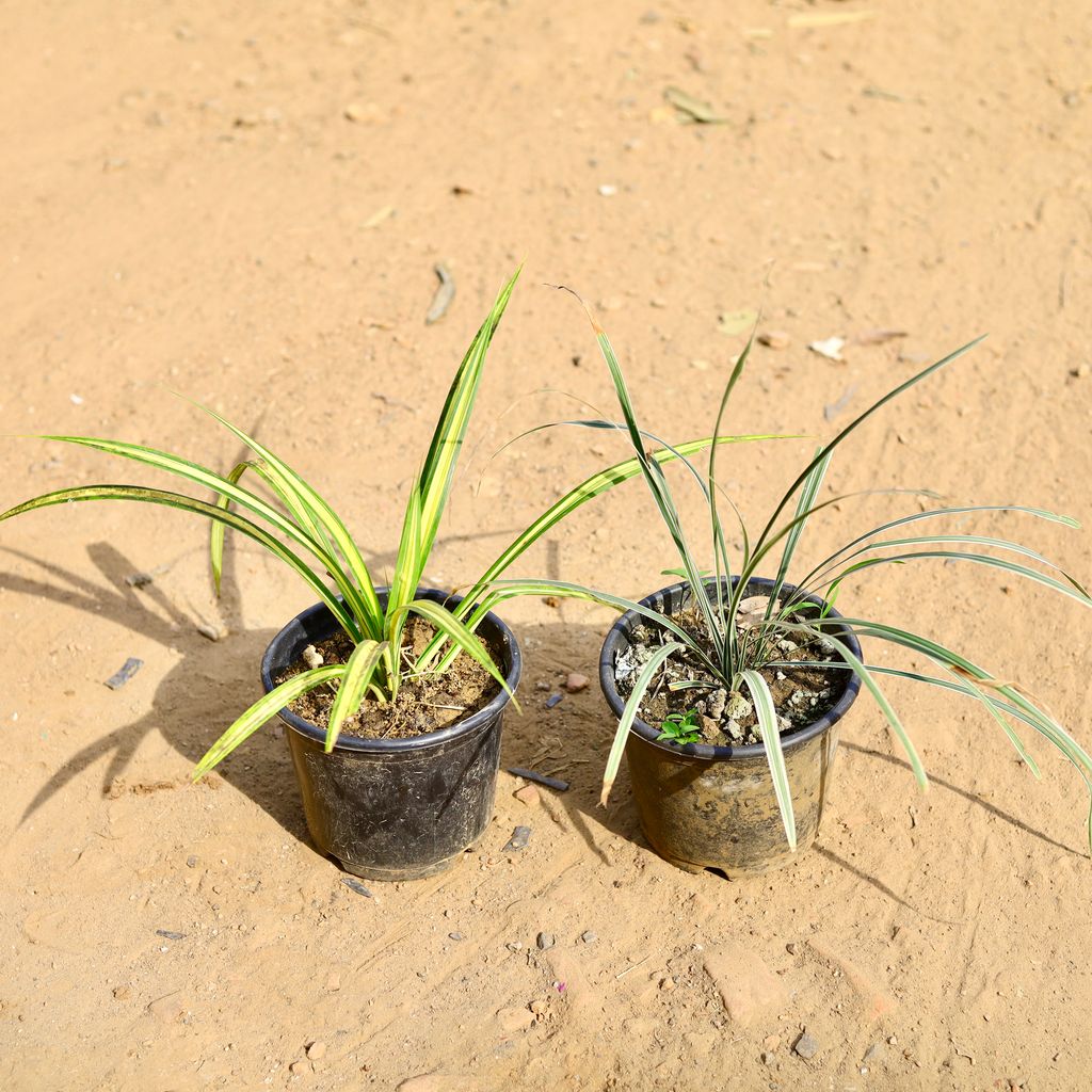 Set of 2 - Pandans / Screwpine & Ophiopogon Grass in 6 inch Nursery Pot