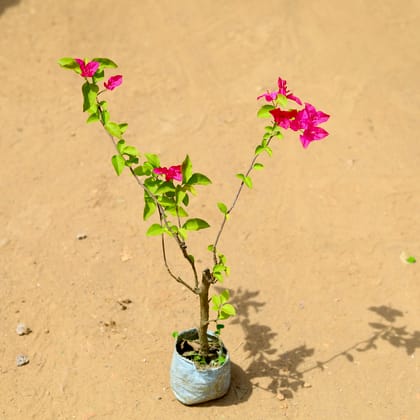 Buy Bougainvillea (any colour) in 5 inch Nursery Bag Online | Urvann.com