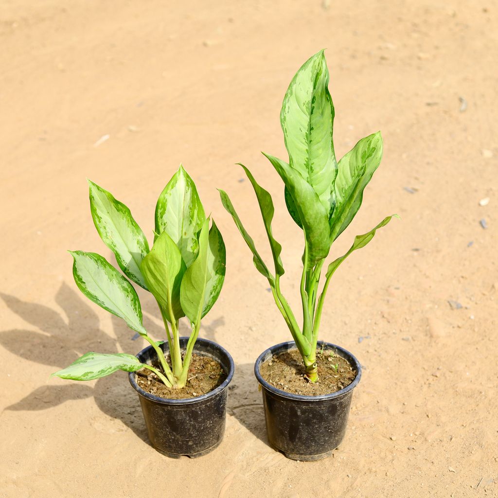 Set of 2 - Aglaonema (Maria Christina & Emerald Bay) in 6 inch Nursery Pot