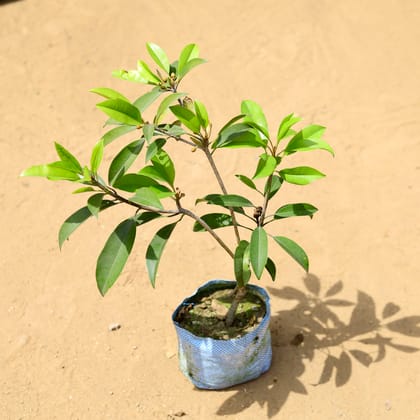 Buy Chiku / Sapodilla  in 7 inch Nursery Bag Online | Urvann.com