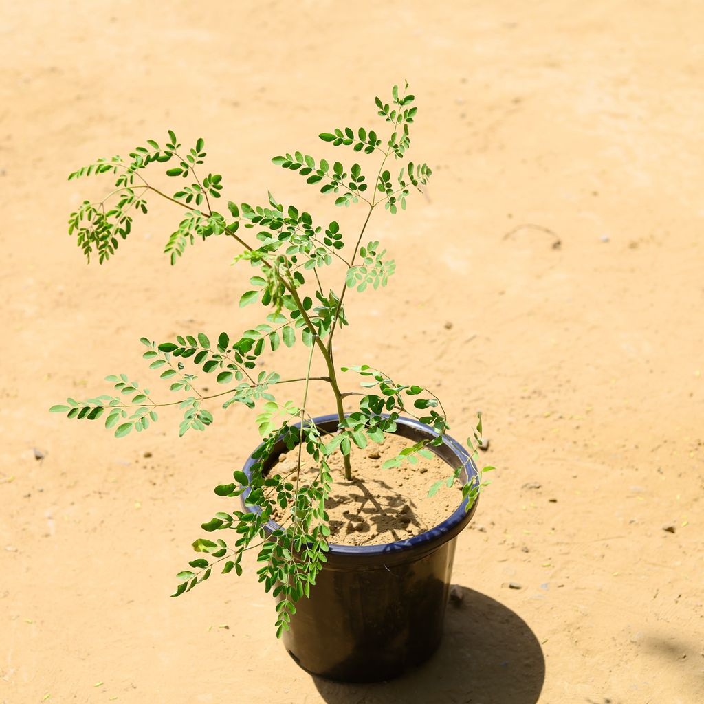 Moringa / Drumstick in 10 inch Nursery Pot