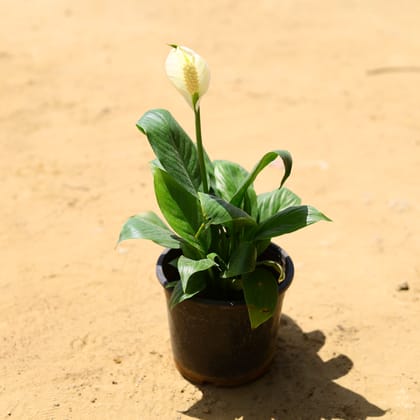 Buy Peace Lily Dwarf (any colour) in 6 inch Nursery Pot Online | Urvann.com