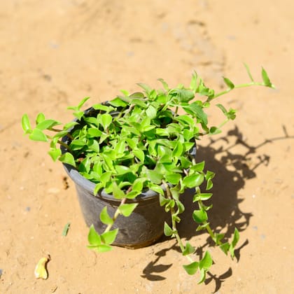 Buy Turtle Vine in 4 inch Nursery Pot Online | Urvann.com
