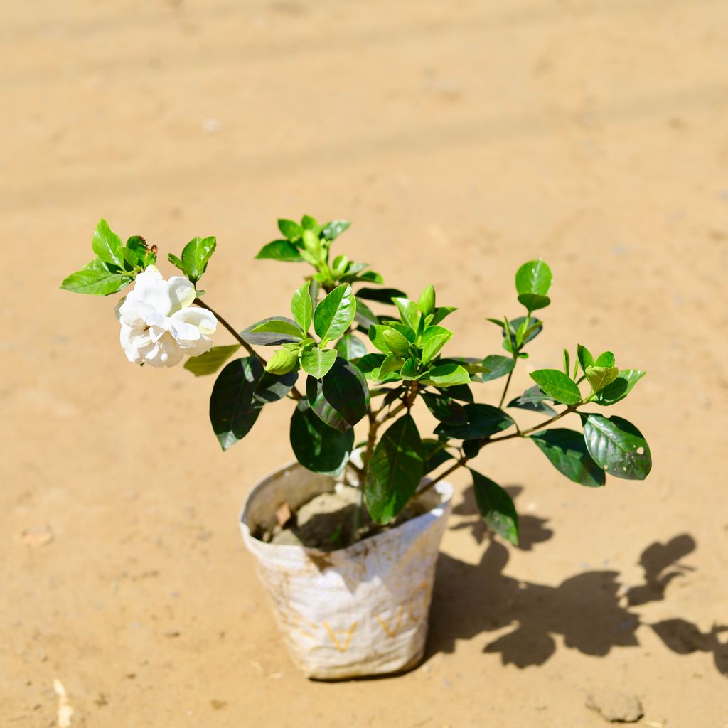 Gardenia / Gandhraaj (any colour) in 7 inch Nursery Bag