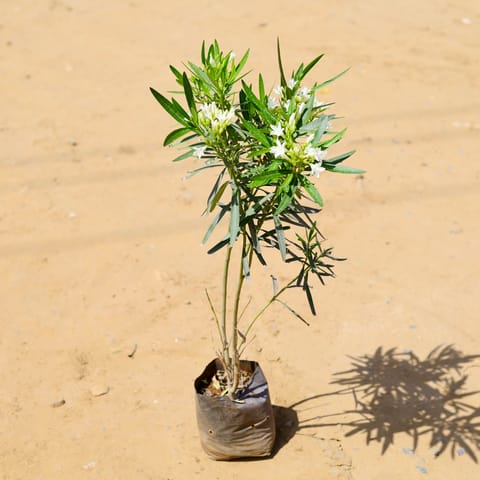 Free Next Day Delivery Kaner Oleander White In Inch Nursery Bag