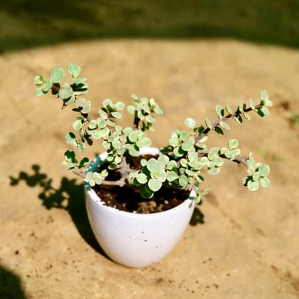 Buy Jade Vareigated in 4 inch Classy White Cup Ceramic Pot Online | Urvann.com
