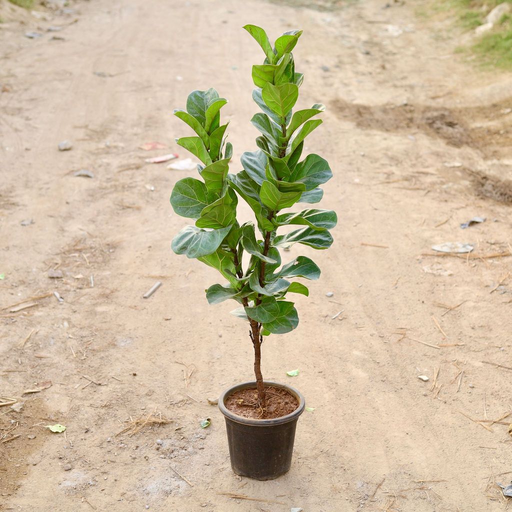 Fiddle Leaf Fig / Ficus Lyrata (~ 3 Ft) in 9 Inch Nursery Pot