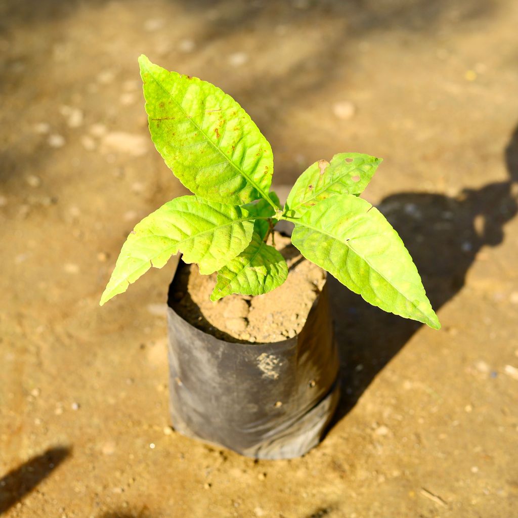 Bel Patra in 8 inch Nursery bag