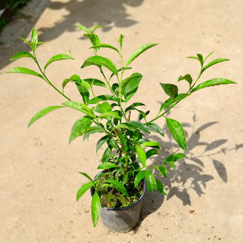 Raat ki Rani / Night Blooming Jasmine in 6 Inch Nursery Pot