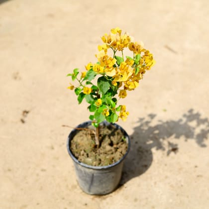 Buy Bougainvillea (Any Color) in 6 Inch Nursery Pot Online | Urvann.com