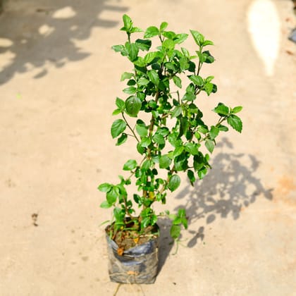 Buy Hibiscus / Gudhal White in 8 Inch Nursery Bag Online | Urvann.com