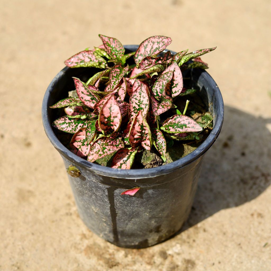 Hypoestes / Polka Dot Light Pink in 6 Inch Nursery Pot