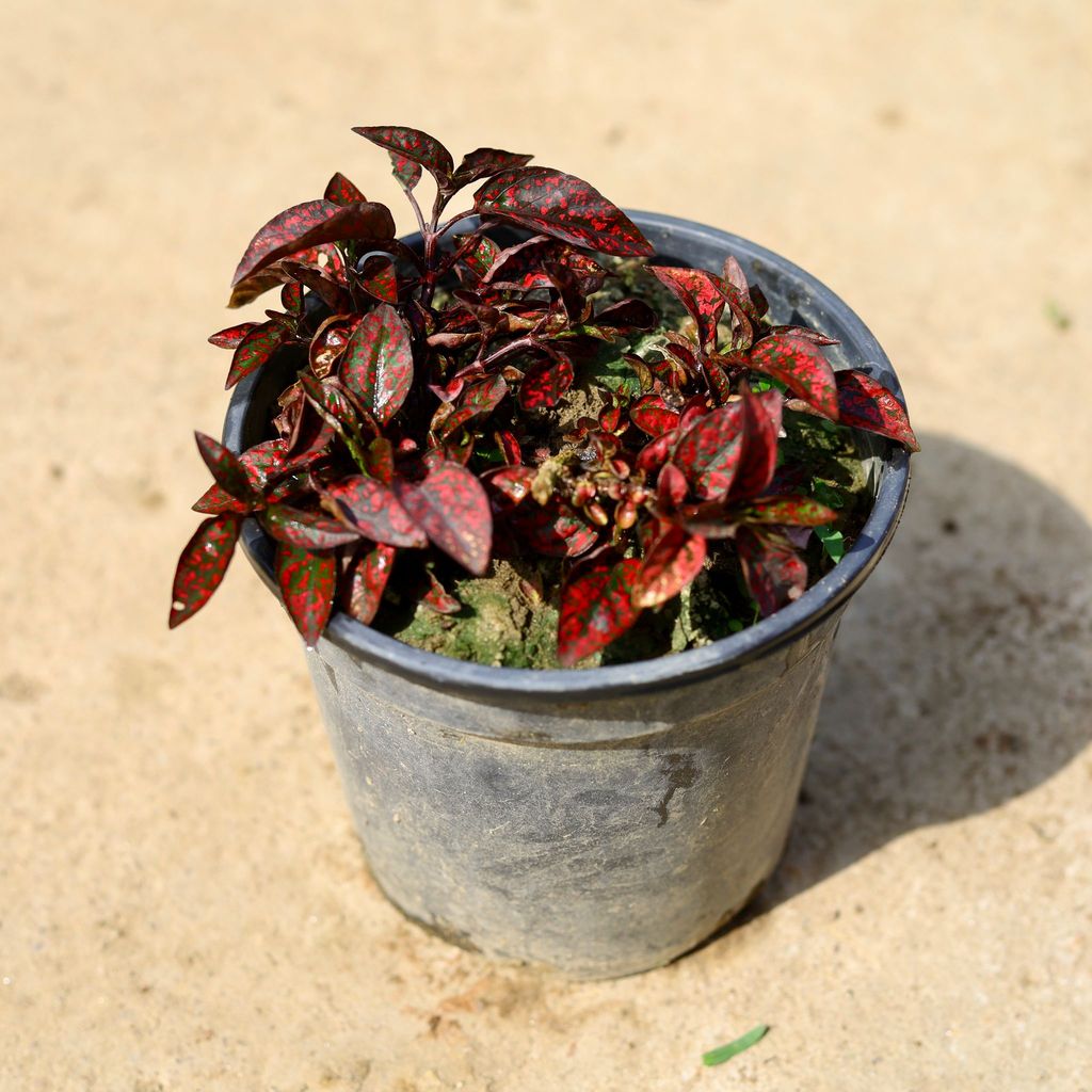 Hypoestes / Polka Dot Red in 6 Inch Nursery Pot