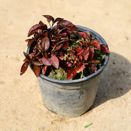 Buy Hypoestes / Polka Dot Red in 6 Inch Nursery Pot Online | Urvann.com