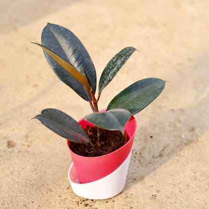 Buy Rubber Plant in 4 Inch Daisy Pink Dublin Self Watering Pot Online | Urvann.com