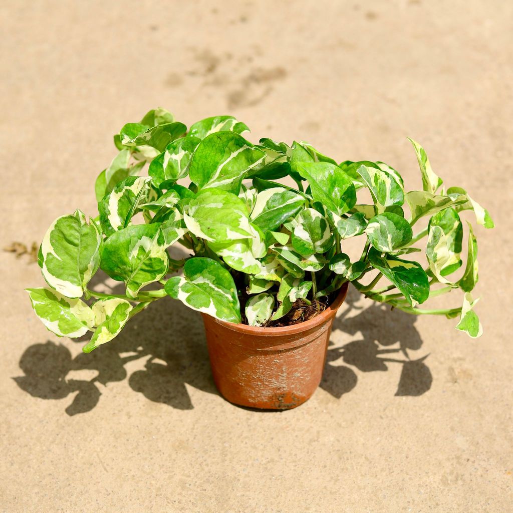 Money Plant Njoy in 6 Inch Nursery Pot